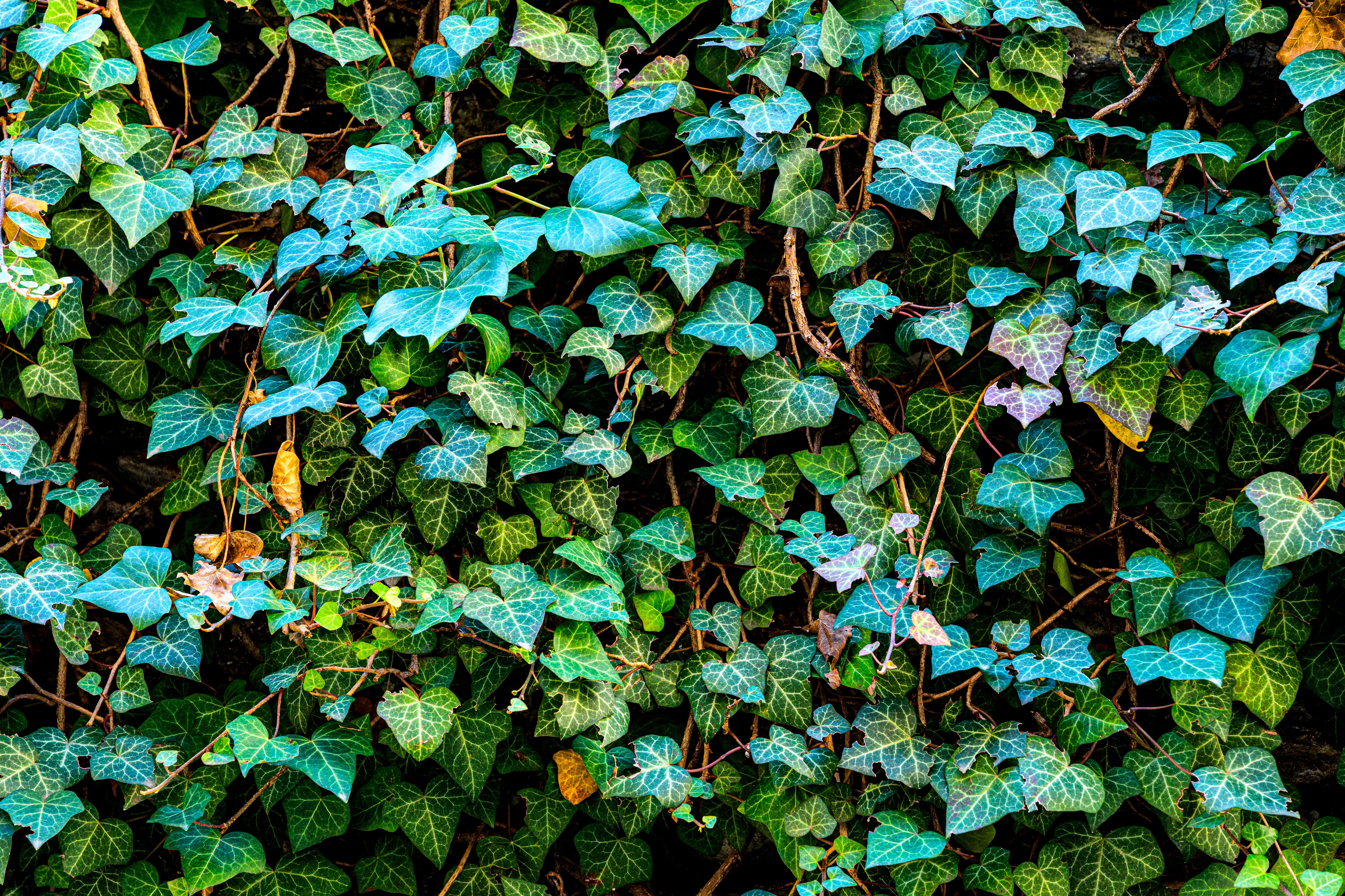 Las-5-plantas-ideales-para-balcones-de-departamento-que-resisten-el-invierno.jpg
