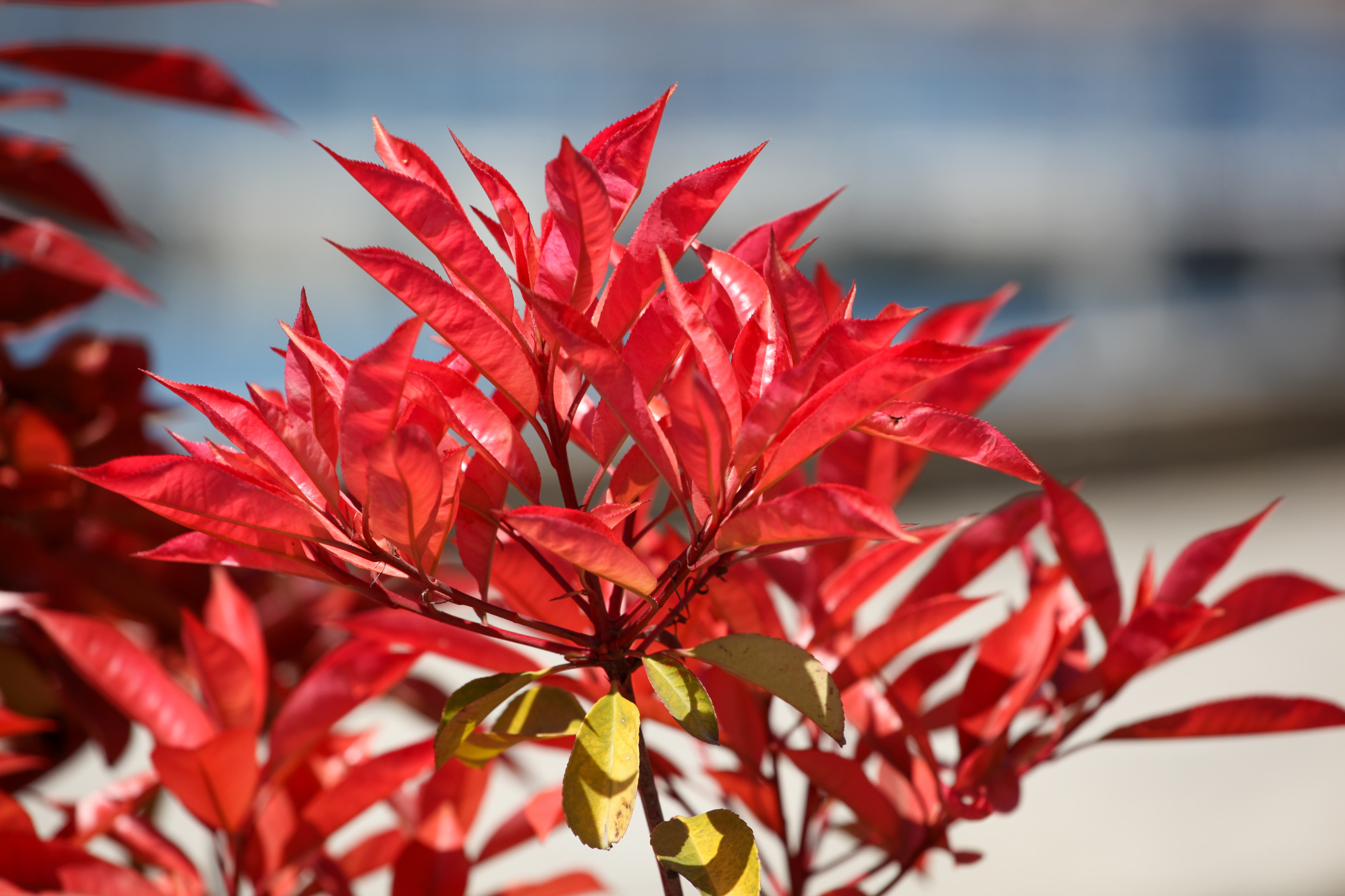 Nandina-Firepower.jpg