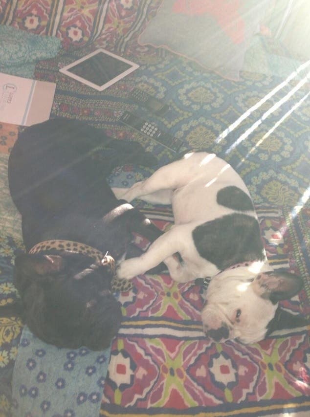 Amante de la raza de perro bulldog francés, Paula Chaves dedica la mayoría de sus tuits a sus mascotas