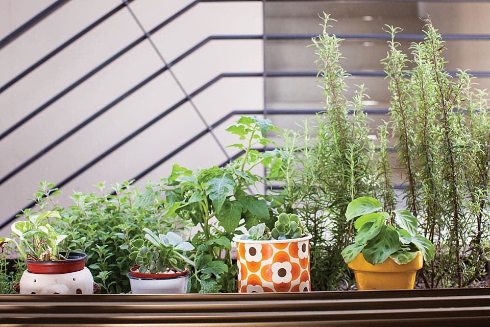 Las plantas ambientan los espacios comunes