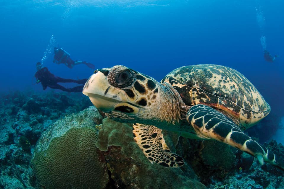 Según Jacques Coustou Islas Caymán es uno de los mejores lugares para hacer buceo