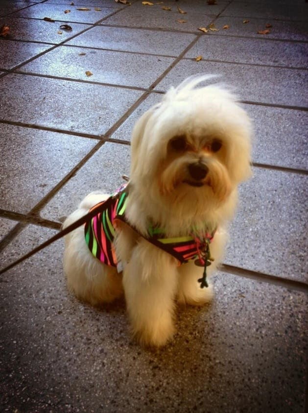 Su mascota adorada