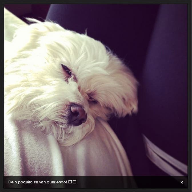 Su adorada perrita siempre tiene un lugar entre sus posts