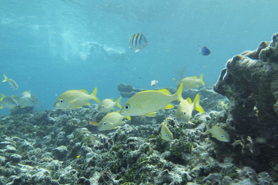 Hacer Snorkel en aguas cristalinas es una de las excursiones más recomendadas