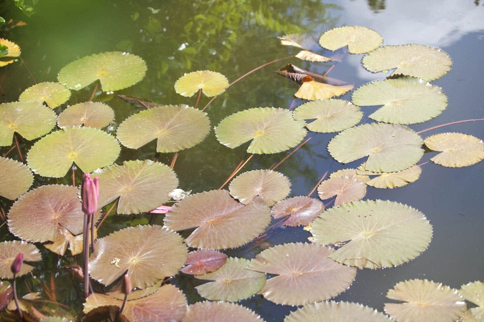 Una postal del jardín botánico