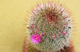 Cactus: dónde conviene ubicarlos en la casa según el Feng shui