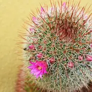 Cactus: dónde conviene ubicarlos en la casa según el Feng shui
