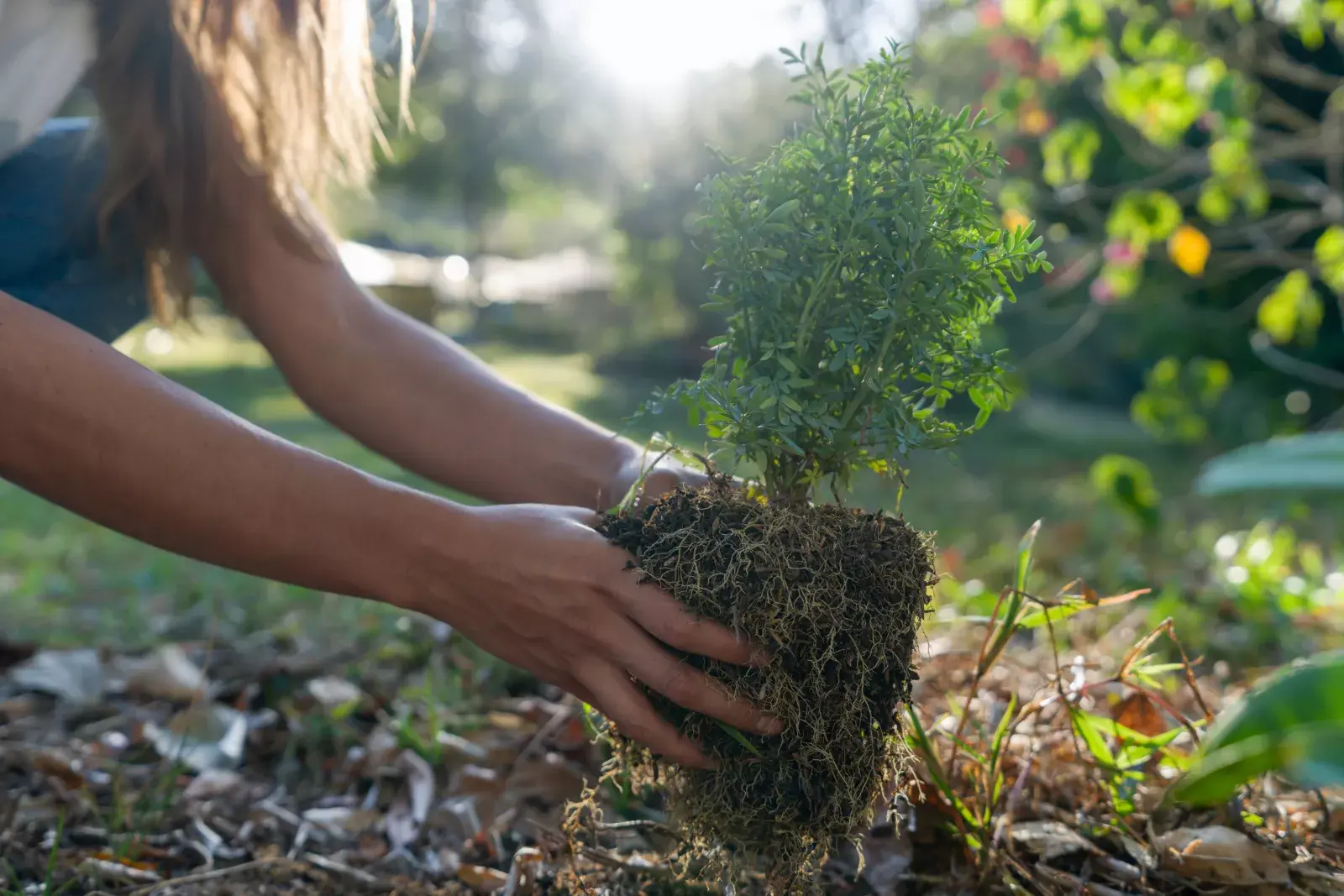 Quiero plantar un árbol: ¿dónde puedo sumarme? - Ohlalá