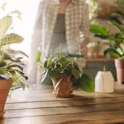 Remedios caseros para nuestras plantas