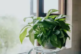 5 plantas de interior que, según el feng shui, van a ayudar a la energía de tu casa.