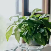 5 plantas de interior que, según el feng shui, van a ayudar a la energía de tu casa.