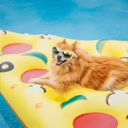 Llega el primer festival dedicado a las mascotas: se viene Mascotear.