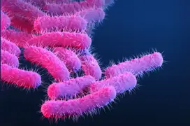 Shigella 