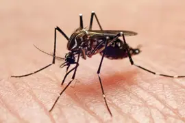 Mosquito de dengue