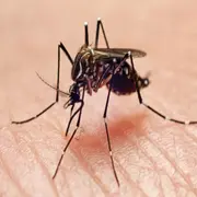 Mosquito de dengue