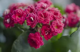 Kalanchoes es una planta súper resistente al calor.