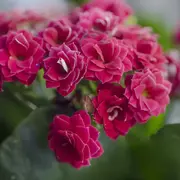 Kalanchoes es una planta súper resistente al calor.