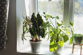 5 plantas que no deberías tener, según el feng shui.