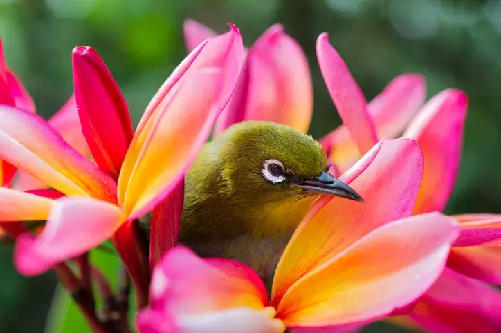 Descubrí más sobre tu personalidad con el test de los pájaros.
