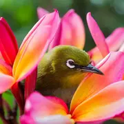 Descubrí más sobre tu personalidad con el test de los pájaros.