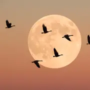 Ritual de luna llena: cómo aprovechar su energía.