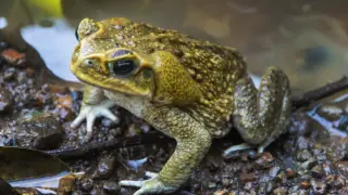 Veneno de sapo: ¿de dónde viene este ritual y por qué lo desaconsejamos?