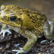 Veneno de sapo: ¿de dónde viene este ritual y por qué lo desaconsejamos?