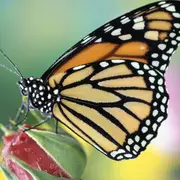 Cuál es el significado espiritual de las mariposas.