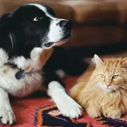 ¿Perro o gato? ¿A cuál considera el mejor amigo del hombre la Inteligencia Artificial?