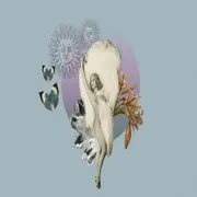 Venus Star point: cómo te impacta, según tu signo.