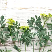 Ruda, una planta que puede ayudarte a sacar las malas energías de tu casa.