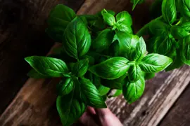 Dónde poner albahaca para atraer prosperidad, según el feng shui.