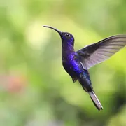 3 plantas de flores amarillas para llamar a los colibries.