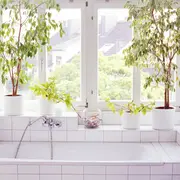 Ficus: las 4 especies tendencia este 2024.