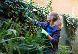 La hiedra, una de las plantas trepadoras de exterior que más resisten al calor.