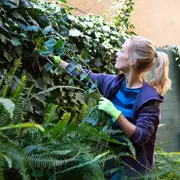 La hiedra, una de las plantas trepadoras de exterior que más resisten al calor.