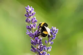 Lavanda, una de las 5 plantas con flores más bellas.