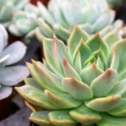 Suculentas: el mejor truco para reproducirlas.