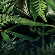 12 plantas medicinales que seguro tenés en tu jardín.