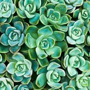 Los mejores consejos para cuidar tus suculentas.