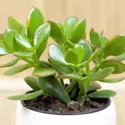 Planta de jade.