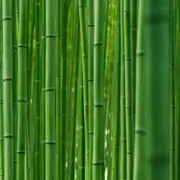 Sumar el bambú a tu dieta puede traer muchísimos beneficios.