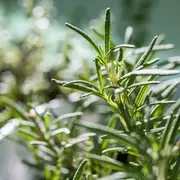 Así se hace el ritual del romero para llamar a la buena fortuna.