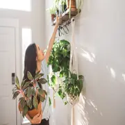Esta planta de la felicidad puede transformar tu hogar y llenarlo de buenas vibras.