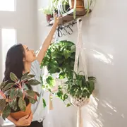 Esta planta de la felicidad puede transformar tu hogar y llenarlo de buenas vibras.