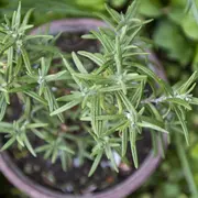 Cuáles son los beneficios del romero.