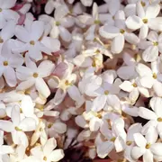 El truco para que tu jazmín no deje de florecer.