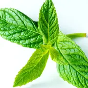 Menta: un ritual con 13 hojas para atraer dinero.