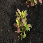 El epazote es la hierba aromática para eliminar la envidia y las malas energías.