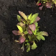 El epazote es la hierba aromática para eliminar la envidia y las malas energías.